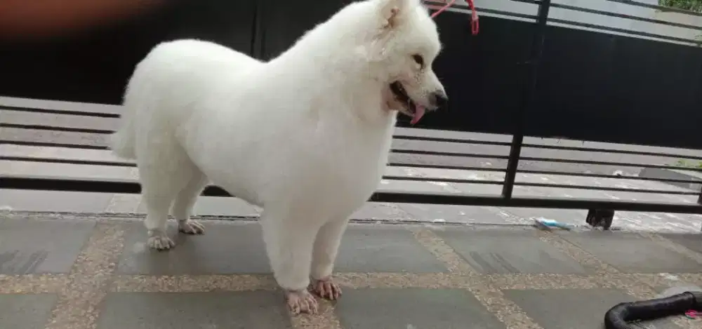 Termurah jasa grooming anjing kucing panggilan cukur bulu mandi rumah