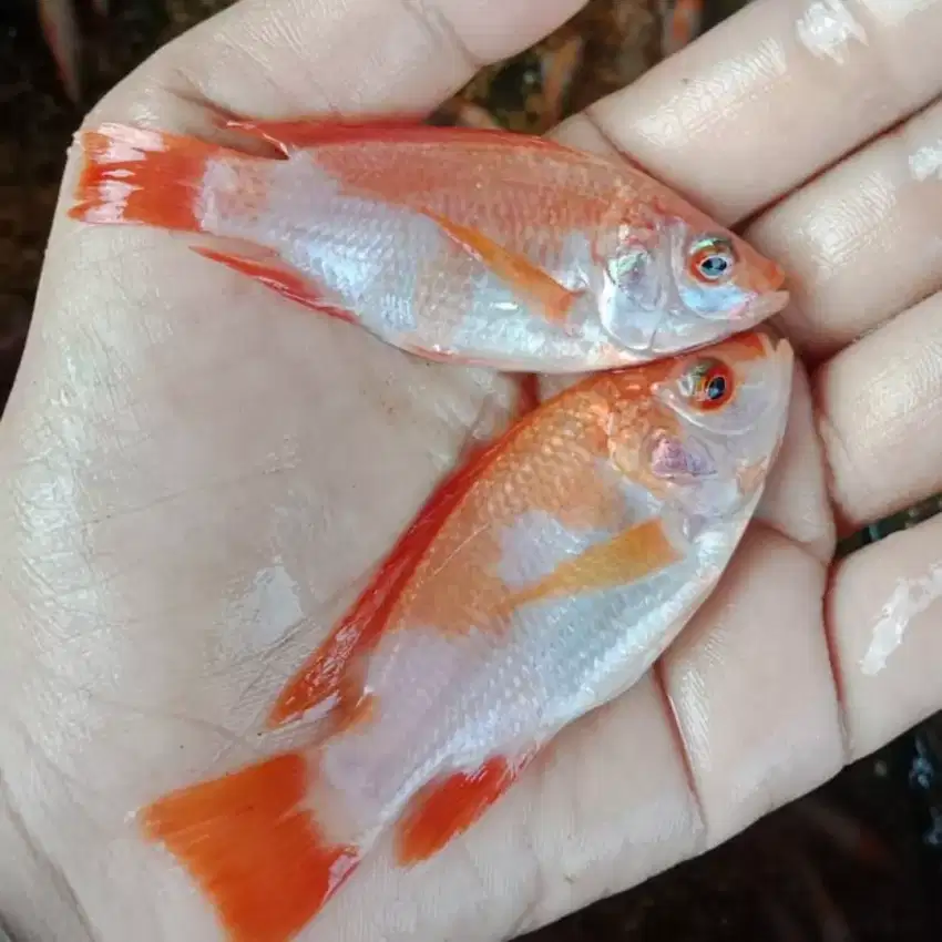 Jual bibit ikan nila merah sukabumi