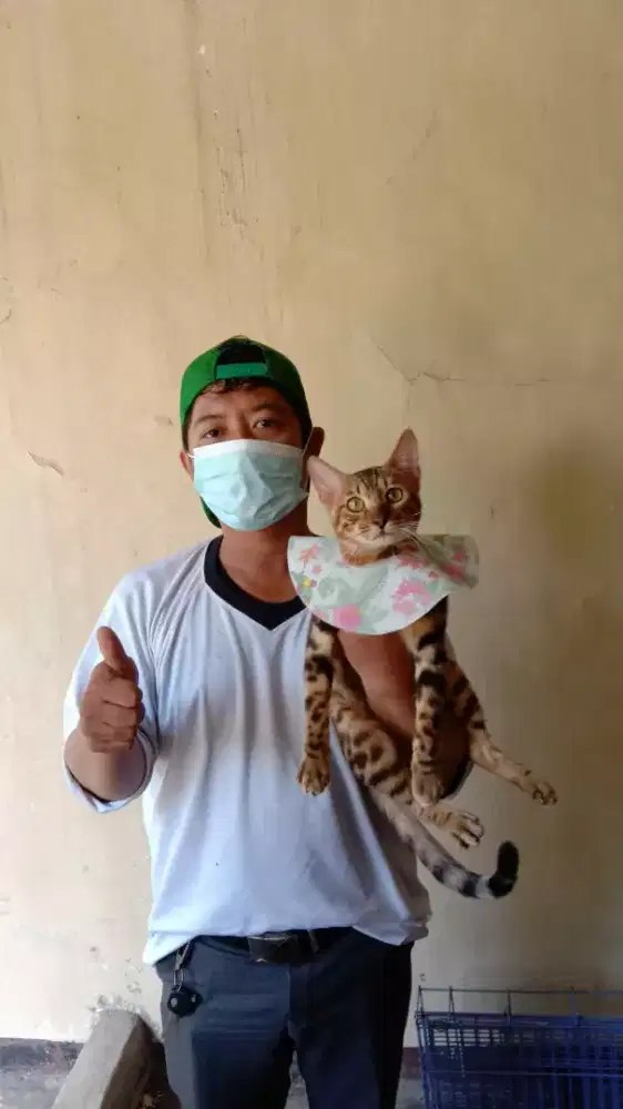 Penitipan kucing
