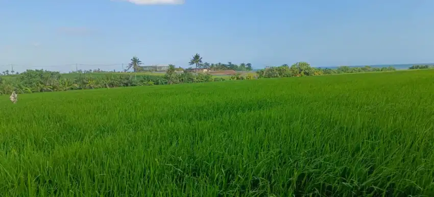 Tanah 200 meter dari pantai di tabanan bali