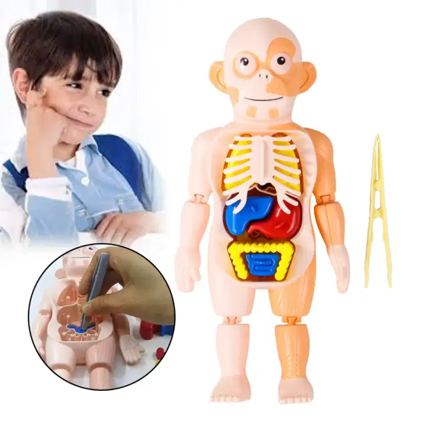 yokibu mainan anak montessori body anatomy children toy