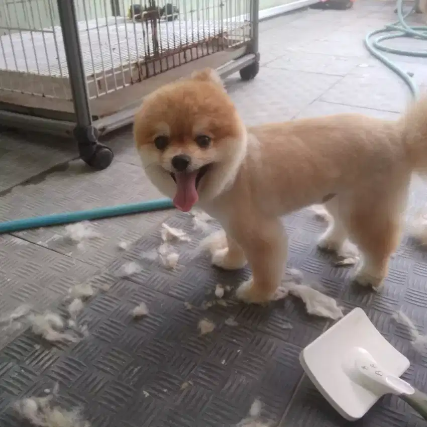Termurah jasa grooming salon anjing kucing panggilan mandi groomer