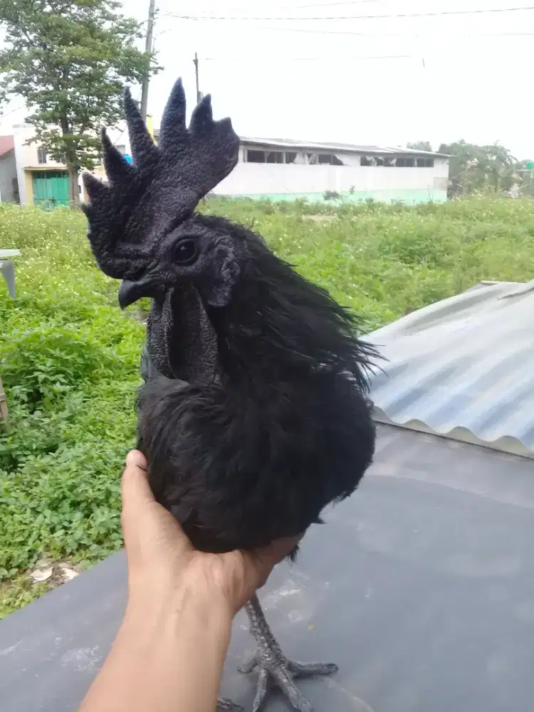 Ayam cemani asli