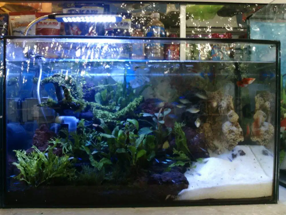 Ikan hias buiness aires tetra