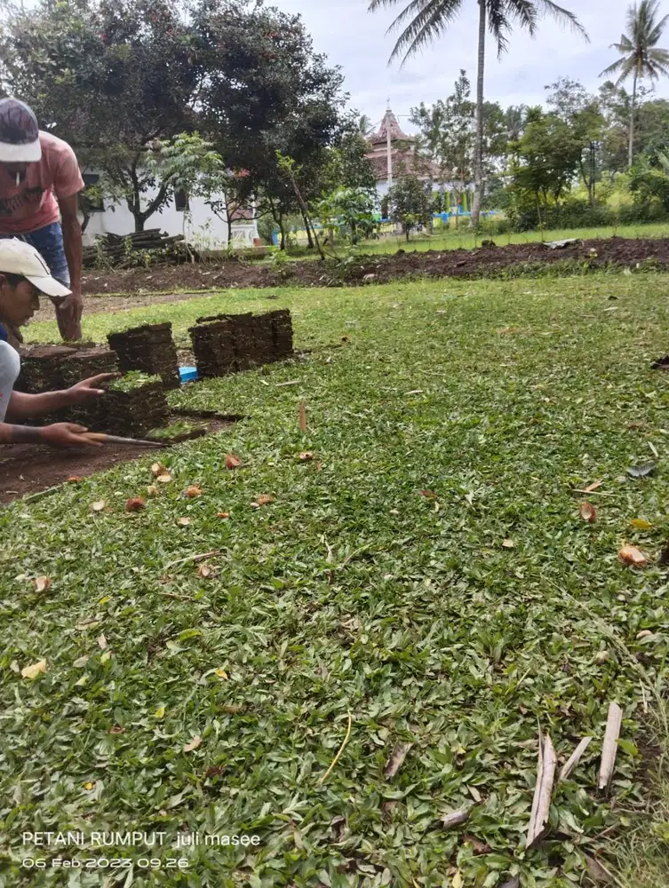Harga Permeter Rumput Gajah Mini Boyolali Kwalitas No1