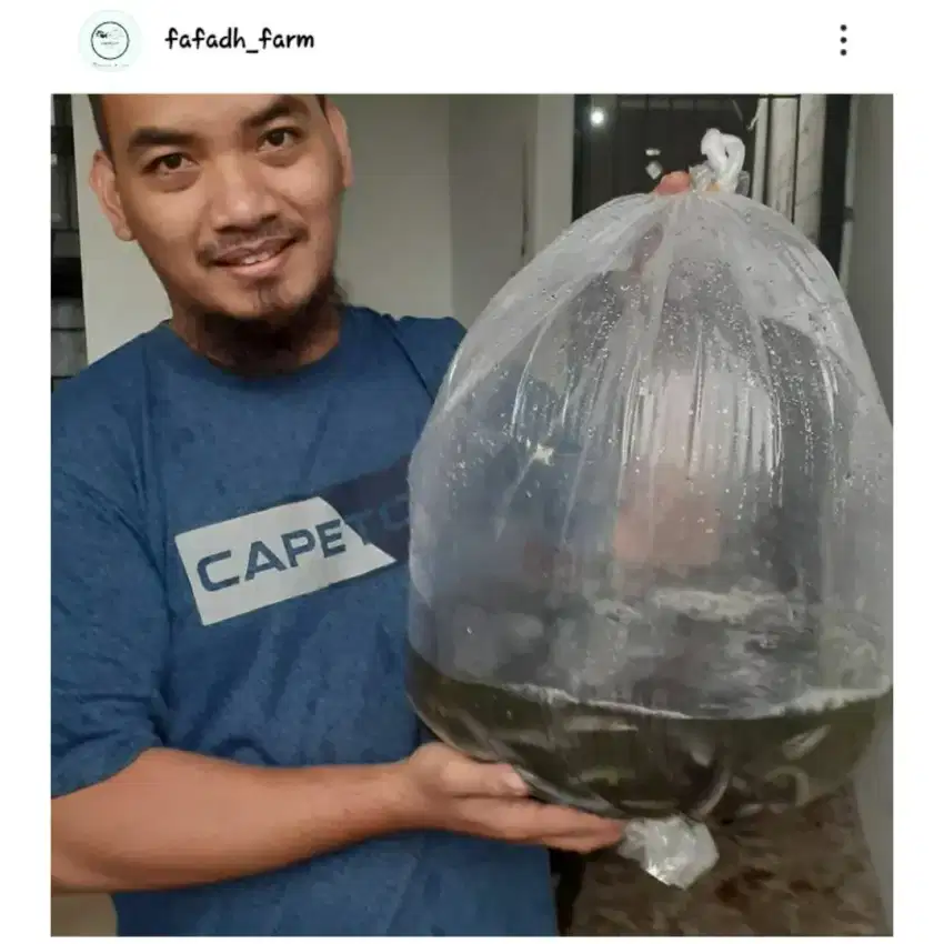 Bibit ikan lele