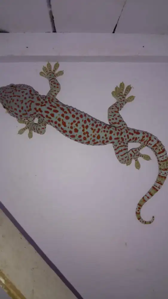 Dijual Tokek Sehat-Cocok Untuk Koleksi Reptil Eksotis