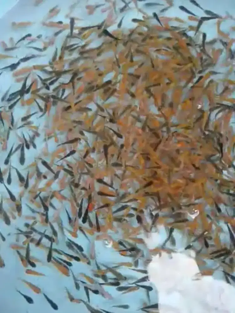 Jual paket bibit ikan koi 525ekor,uk-+2cm