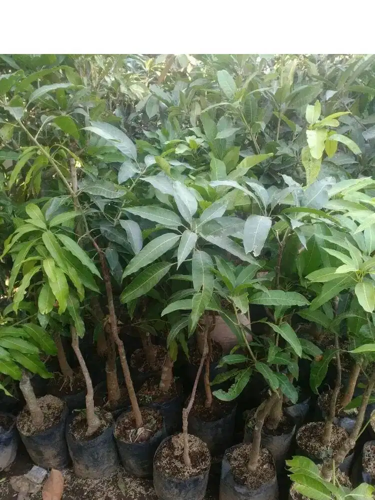 Grosir aneka jenis bibit mangga siap berbuah