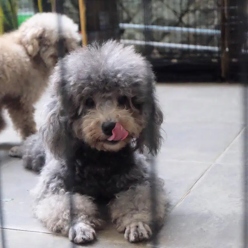 Open Pacak Stud Service Pejantan Toy Poodle Silver Grey