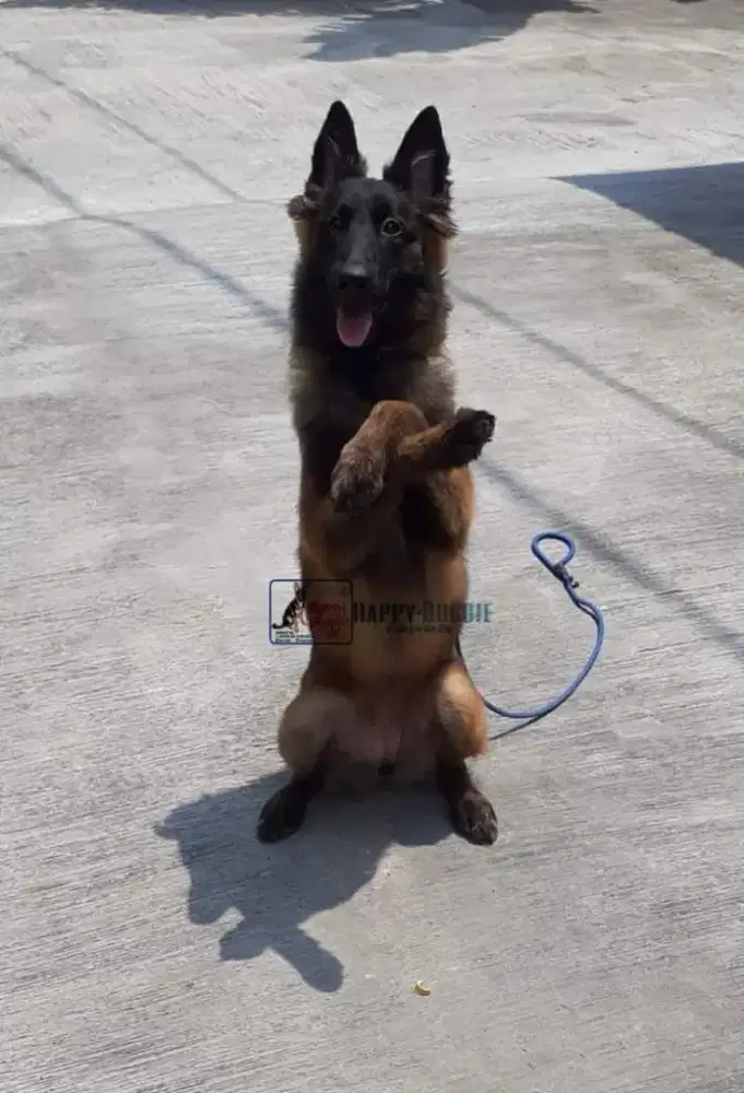 Penitipan Anjing & Diberikan Pelatihan.