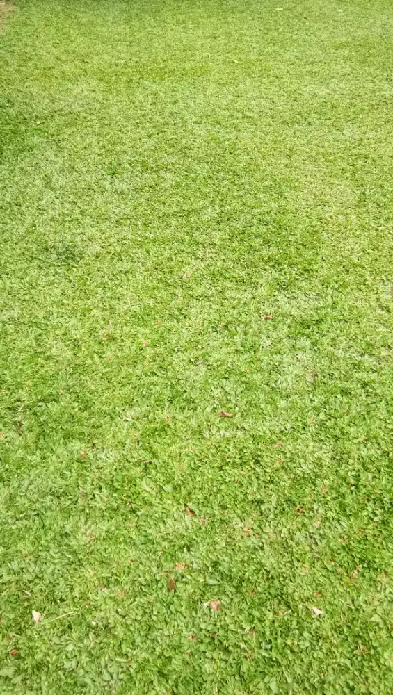 Rumput Gajah mini ,Varigata