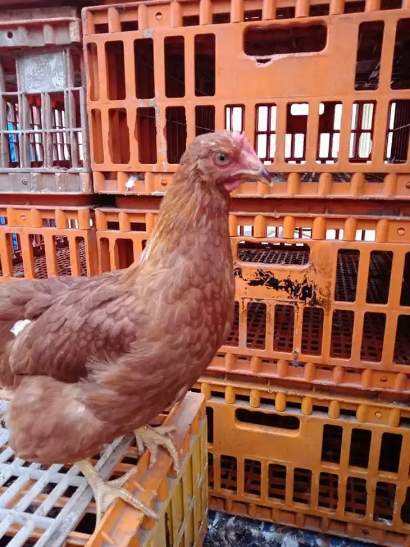 Ayam petelur 14 minggu