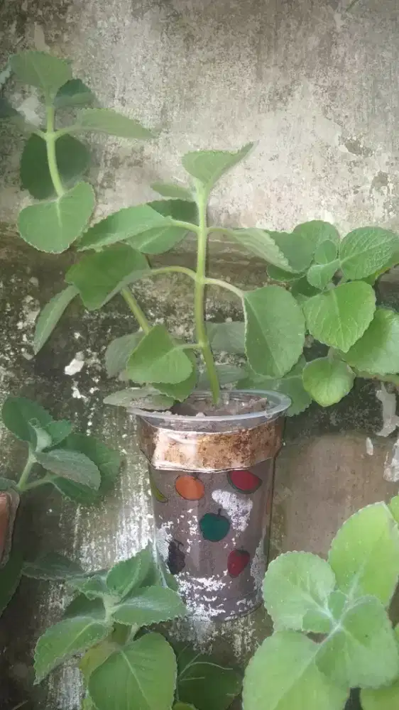 Jintan Plectranthus amboinicus paling berkhasiat