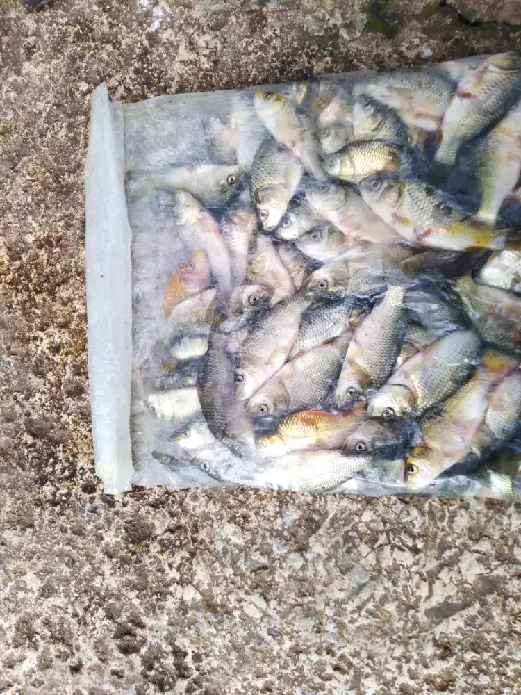 BABY FISH, Ikan Mas (CURAH)