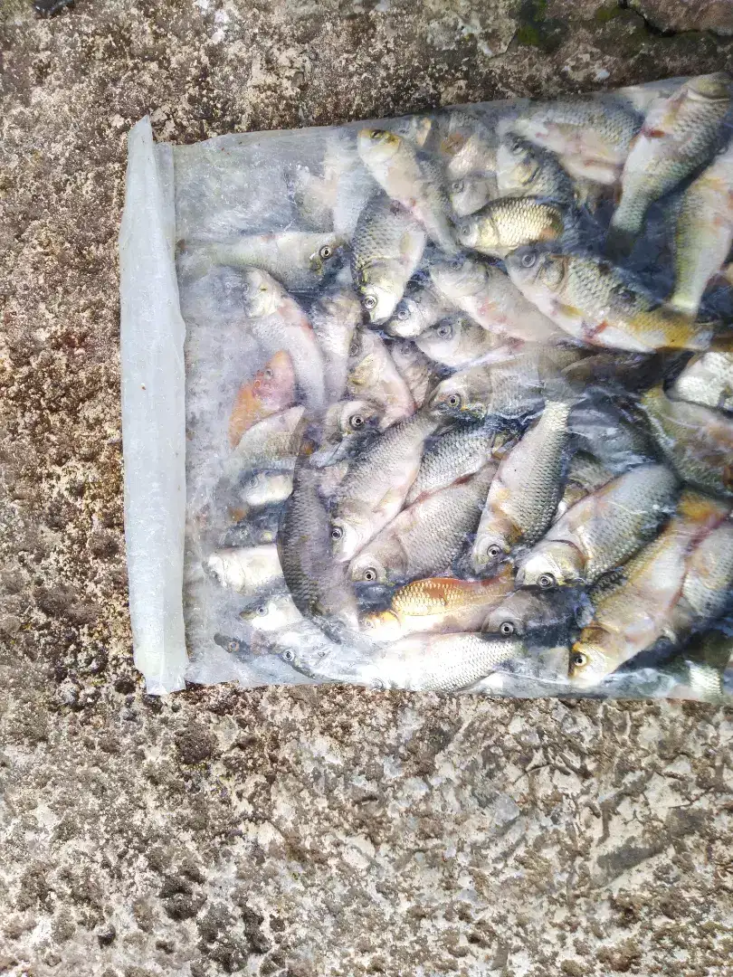 BABY FISH, Ikan Mas (CURAH)