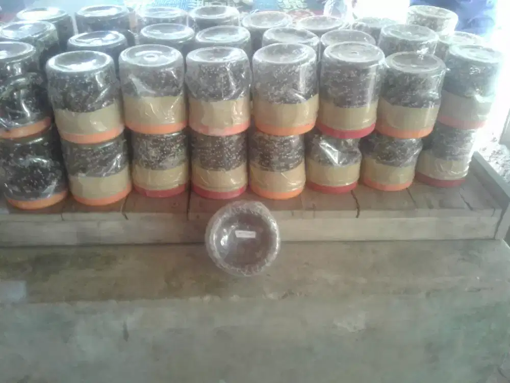 semut rangrang produktif penghasil kroto+ratu