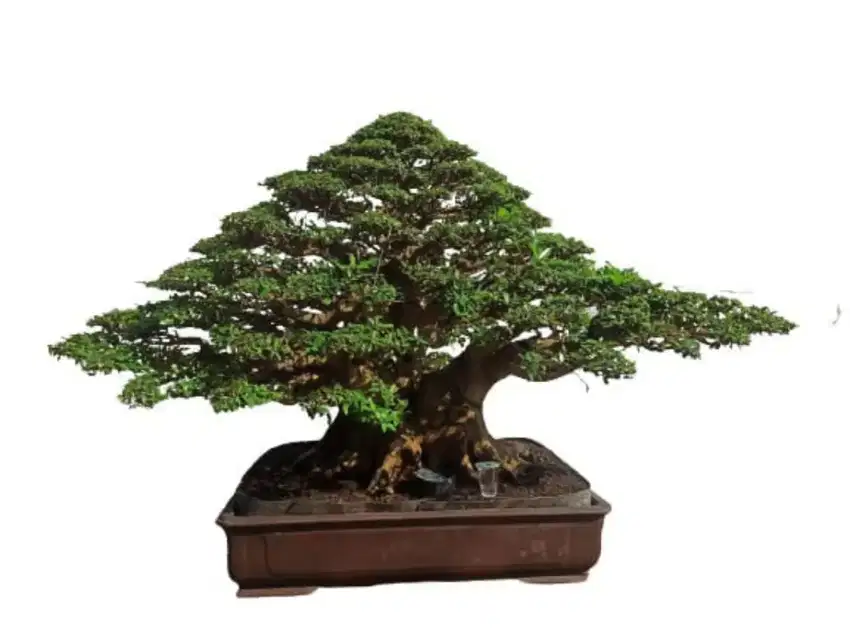 Master Bonsai Ficus racemosa