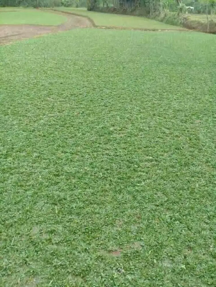 Rumput Hias Gajah Mini dan Varigata