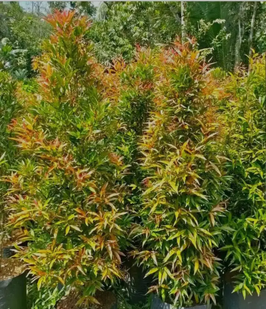 Pucuk merah 1,7 meter