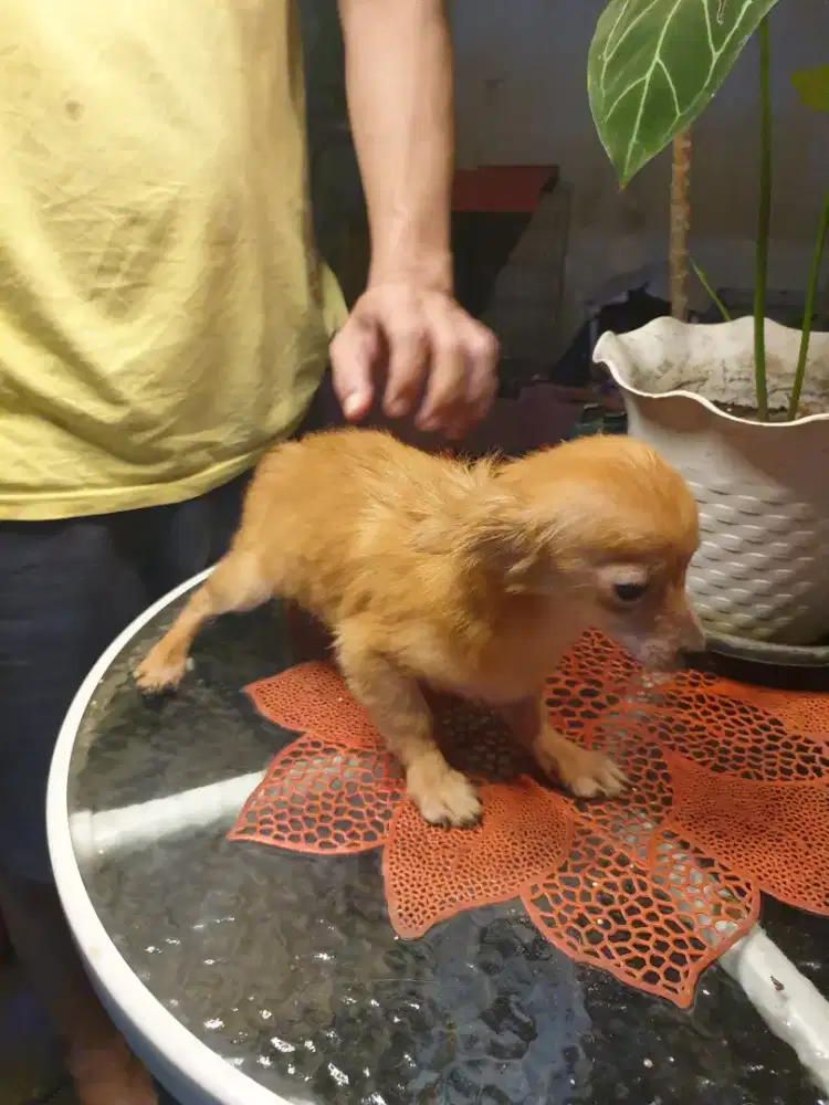 Beli 2 GRATIS 1 dog ras kecik for sale