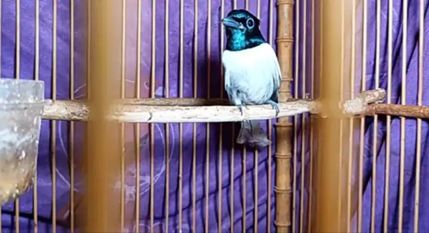 Burung sriwang tali pocong putih langka istimewa