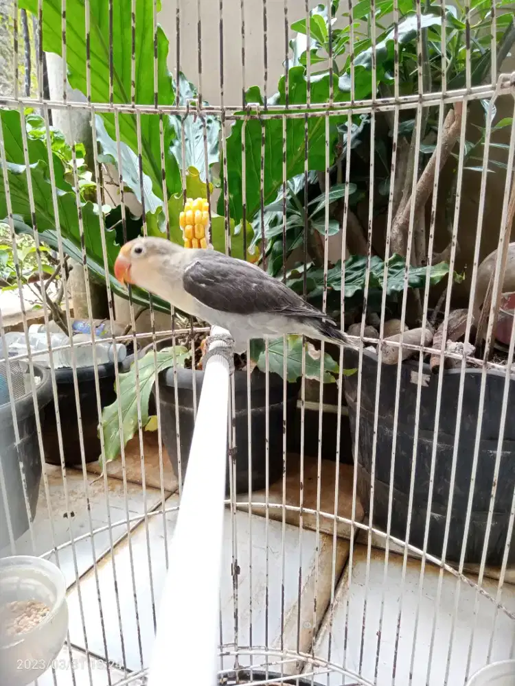 Jual BURJA Lovebird PB MOUVE Muda