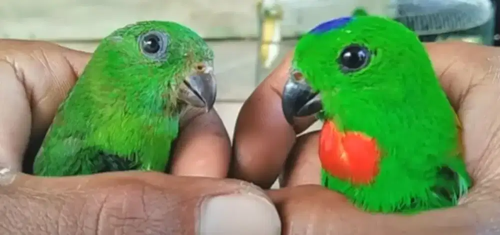 Burung serin dit Sumatra sepasang mewah