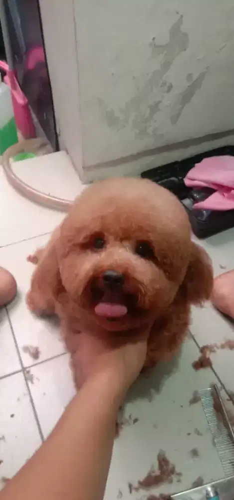 Termurah jasa grooming anjing kucing panggilan cukur bulu mandi rumah