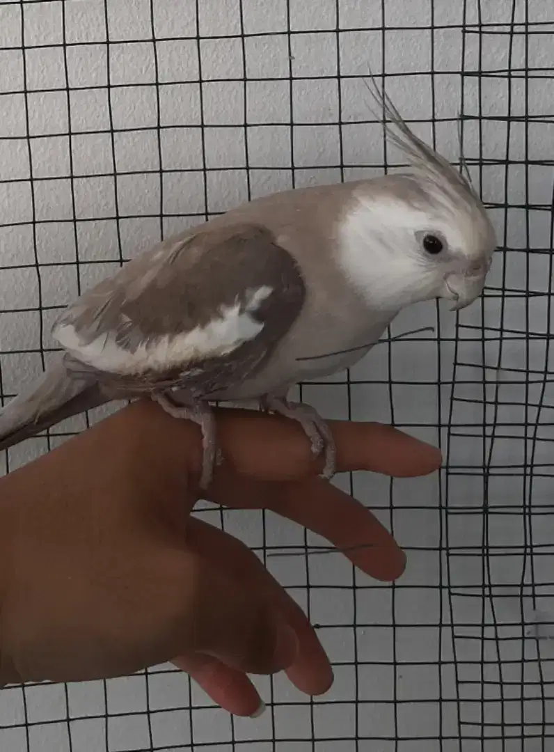 Falk Burung Parkit Australia