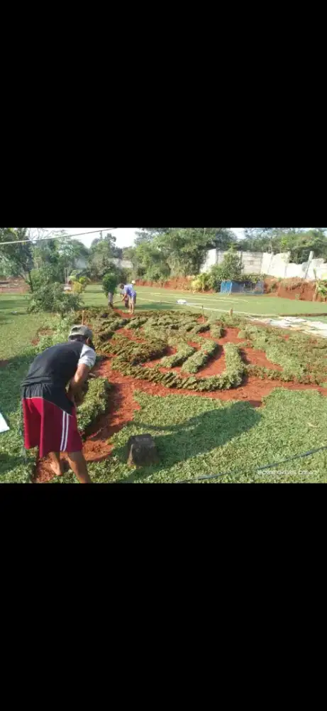 Tukang rumput gajah mini & aneka jenis rumput taman dll..