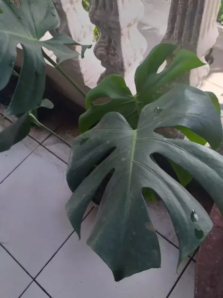 Monstera king deliciosa