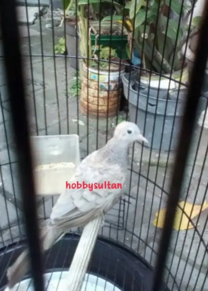 Burung perkutut silver asli alam