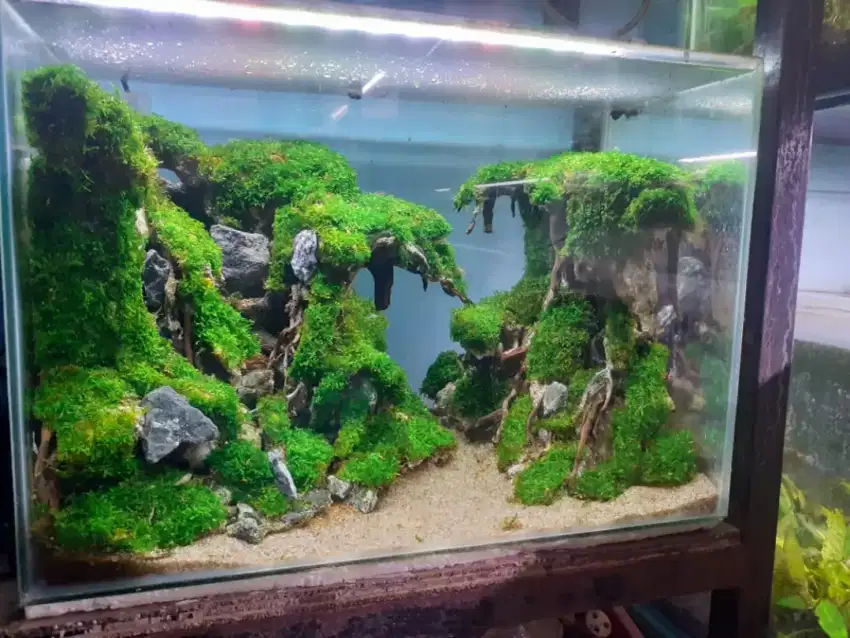 Design tema aquascape akuarium Avatr tebing