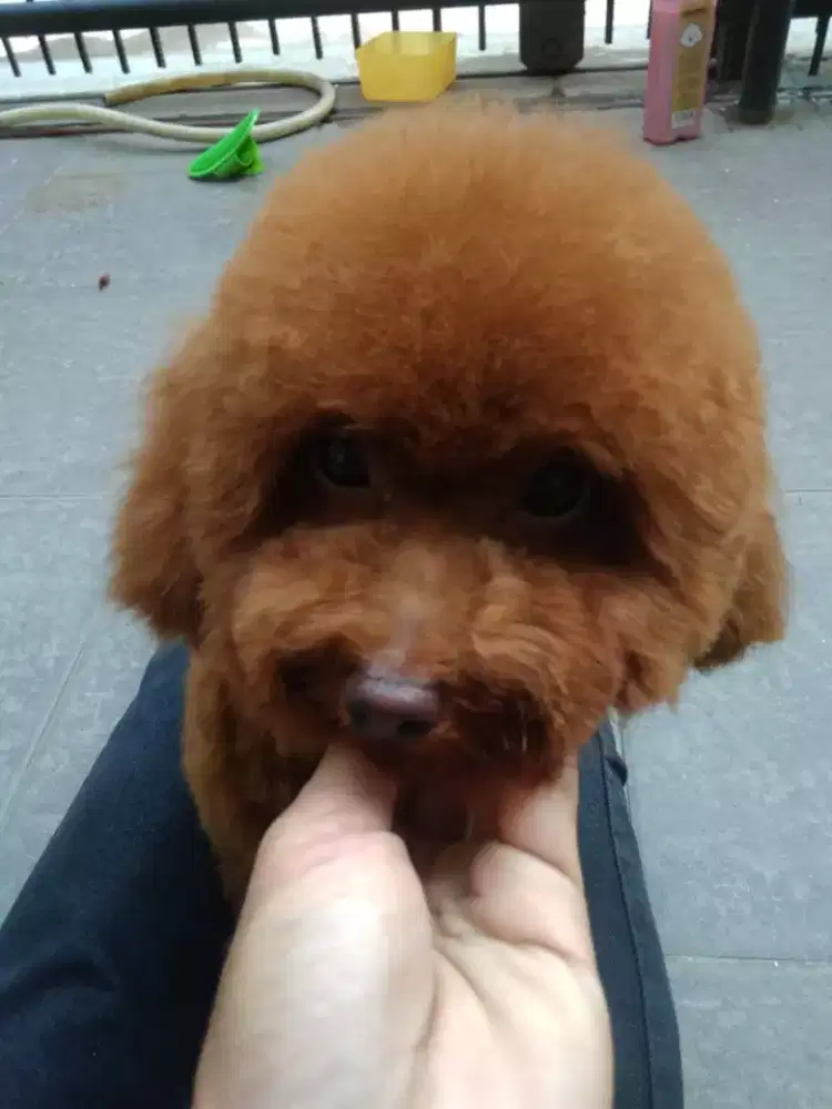 Termurah jasa grooming anjing kucing panggilan cukur bulu mandi rumah