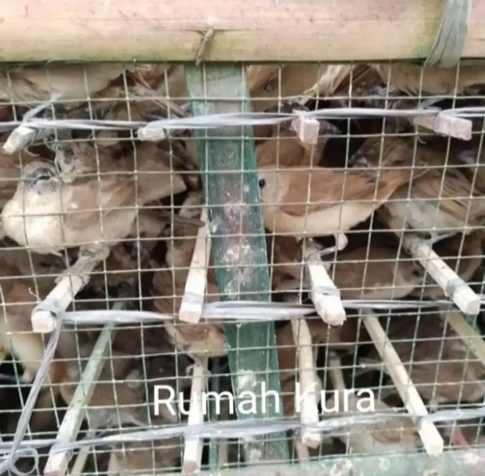 Burung sawah  untuk di lepas kembali ke alam