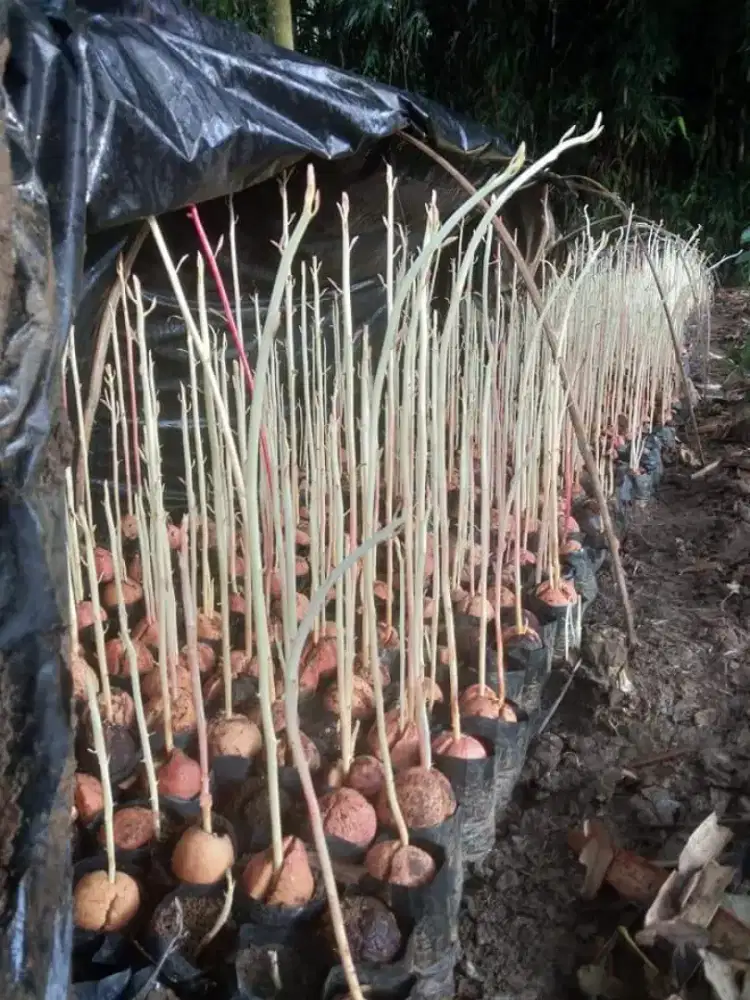 Bibit siling alpukat siling durian seedling siap bandar Lampung