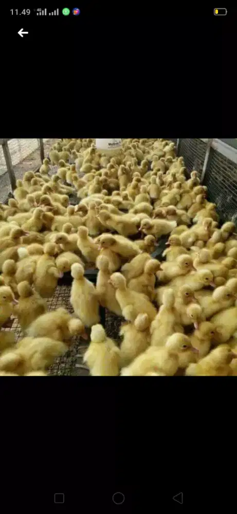 DOD bebek Peking asli usia baru netas.