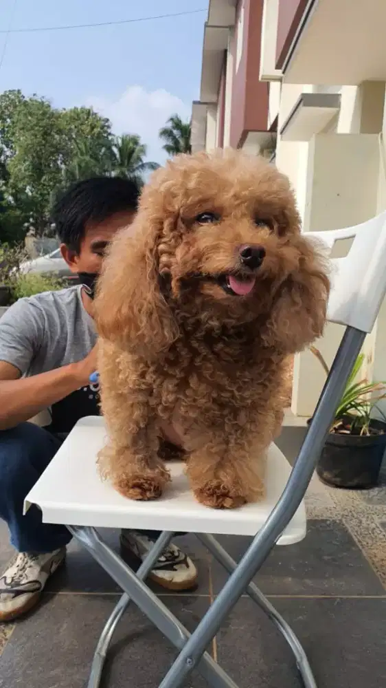 Termurah jasa grooming anjing kucing panggilan cukur bulu mandi rumah