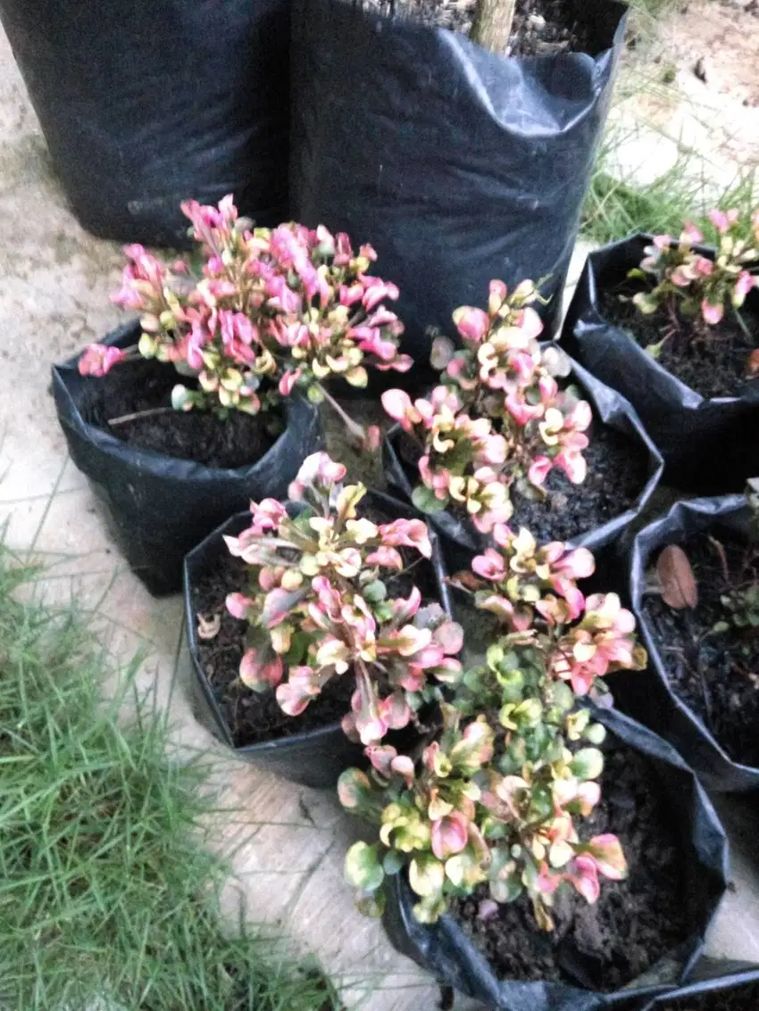 KROKOT & SPIDER PLANT TANAMAN HIAS