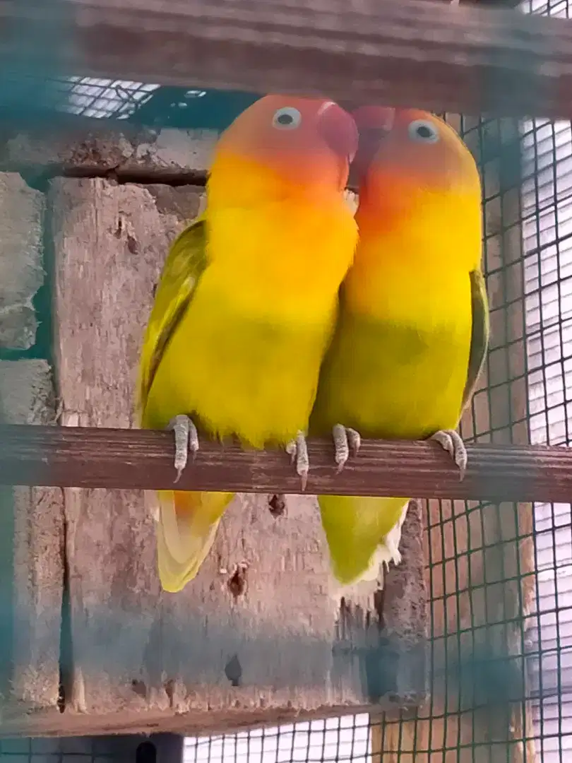 Lovebird Kenari balibu-dewasa