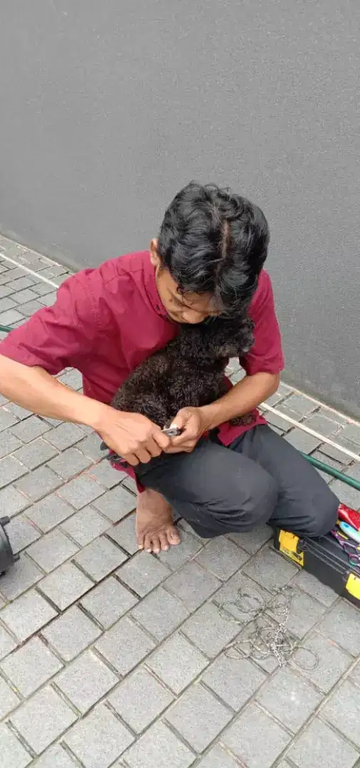 Termurah jasa grooming anjing kucing panggilan cukur bulu mandi rumah