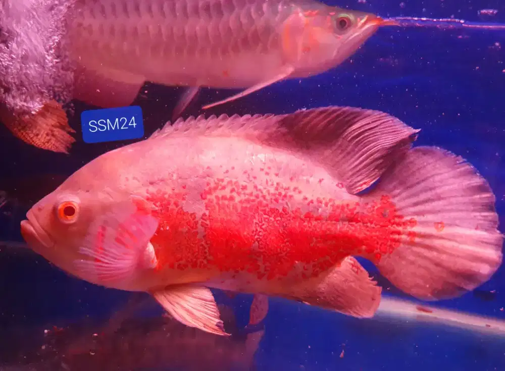 Terlaris Ikan Oscar Albino Mata Merah Semi Jumbo 22-23cm Istimewa