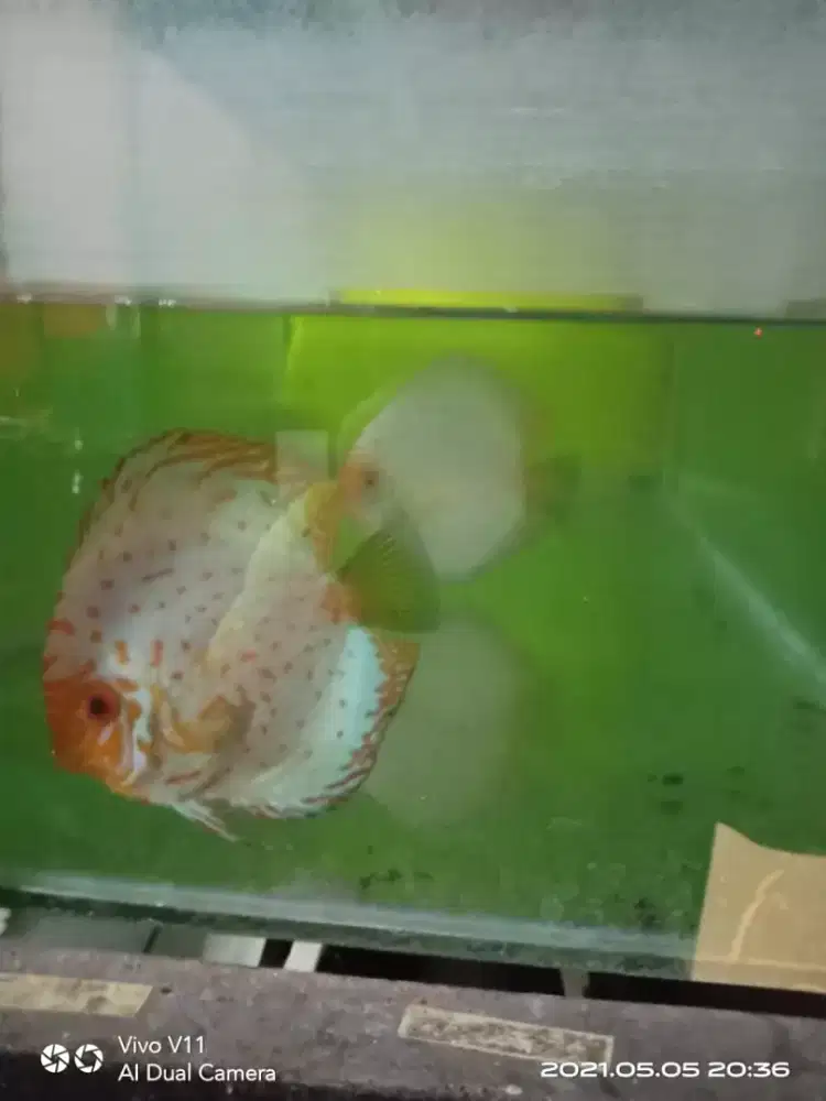 Rayakan Discus White Pigeon 1 inchi