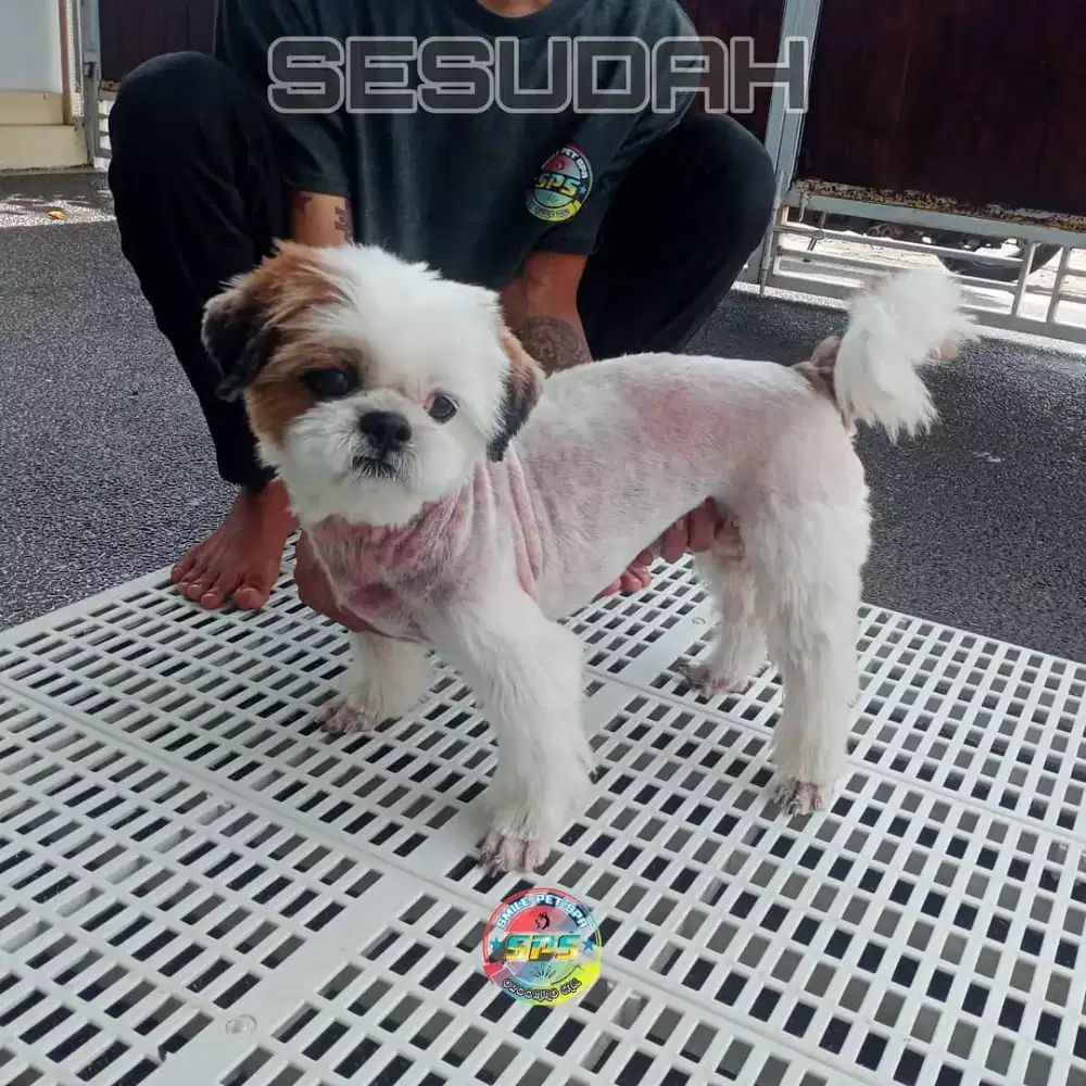 Grooming anjing dan kucing panggilan khusus area Bali