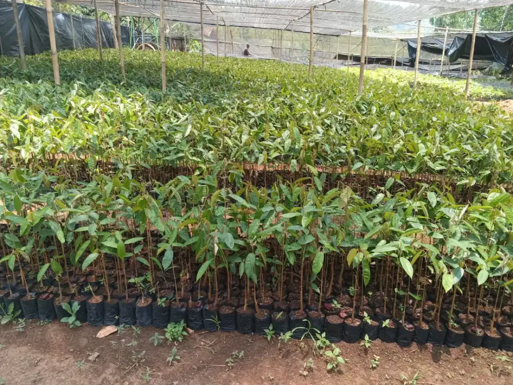 Bibit siling durian alpukat seedling durian siap sambung area Lampung