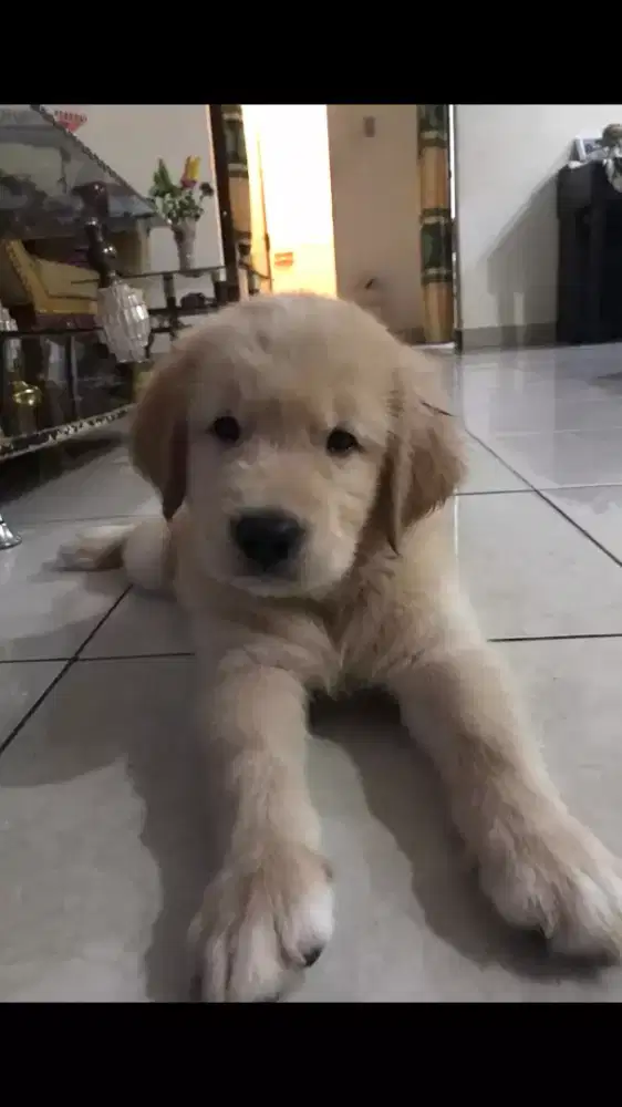 Anakan GOLDEN Retriever Jantan Betina Cakep Murah