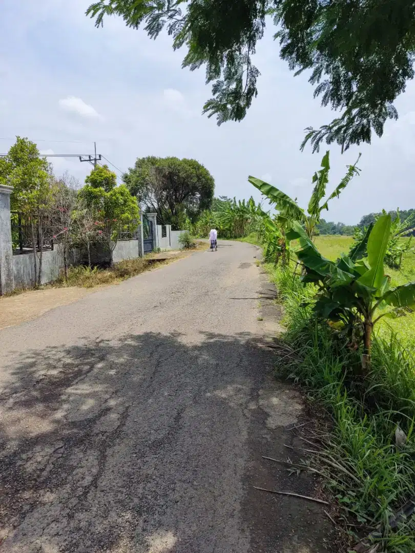 Tanah sawah sudah lama tida di tanami