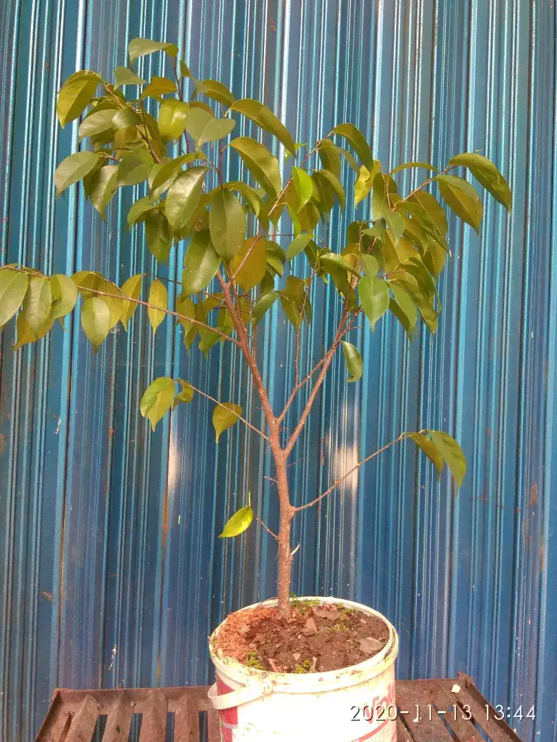 Tanaman, pohon beringin hijau