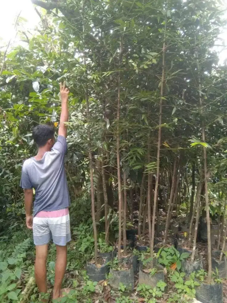 Jual pohon damar